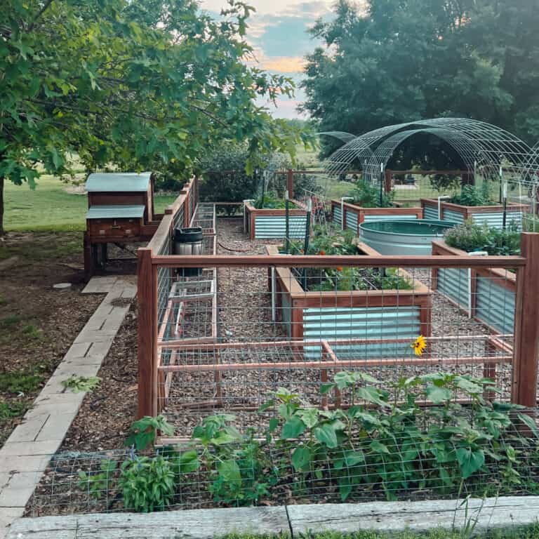 A flock friendly garden in zone 6b with a fence, chicken coop, chicken run and raised beds.