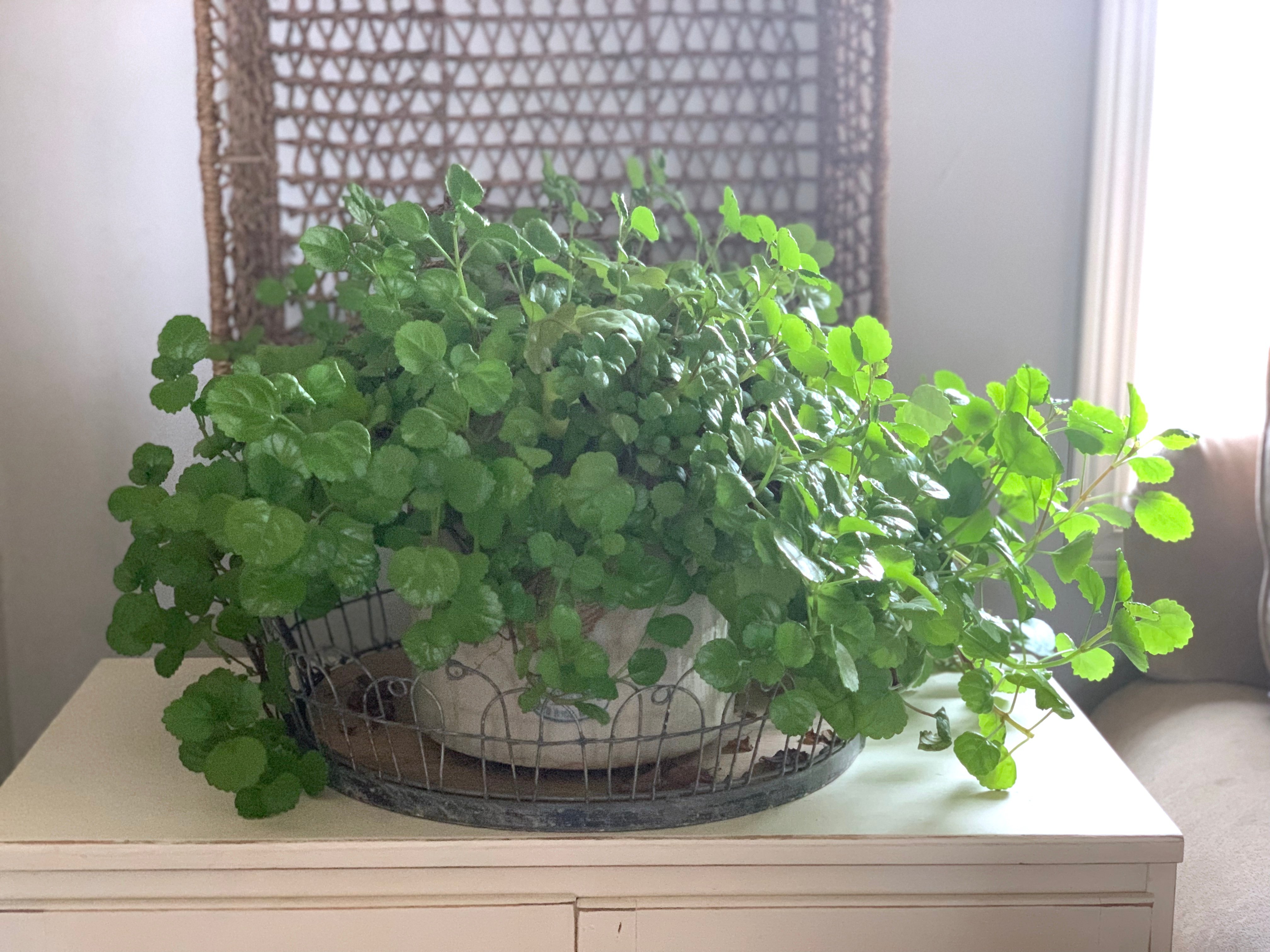 Big full mother plant in a cream pot on a small dresser.
