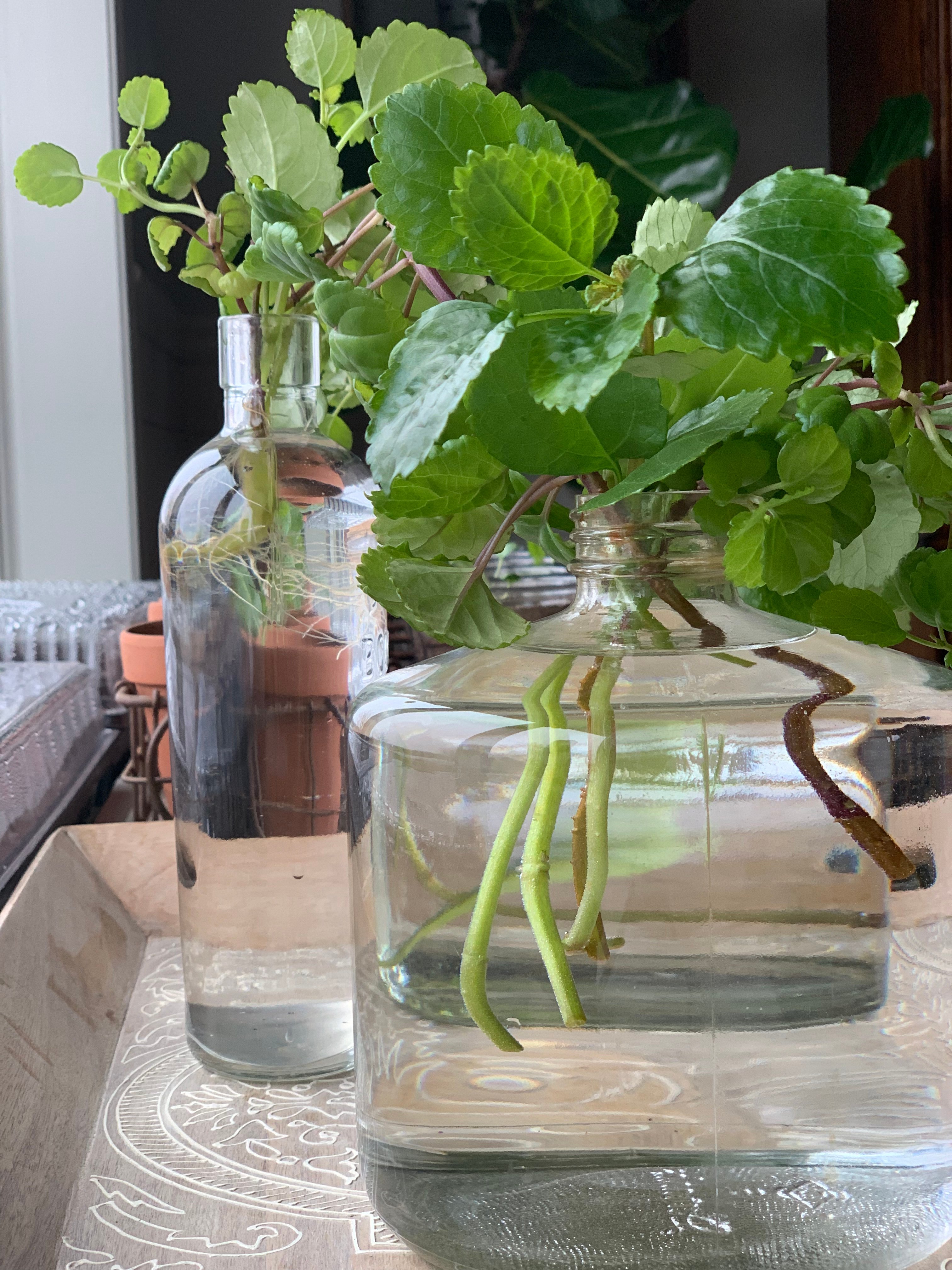 two small neck glass jars with plant clippings in them.