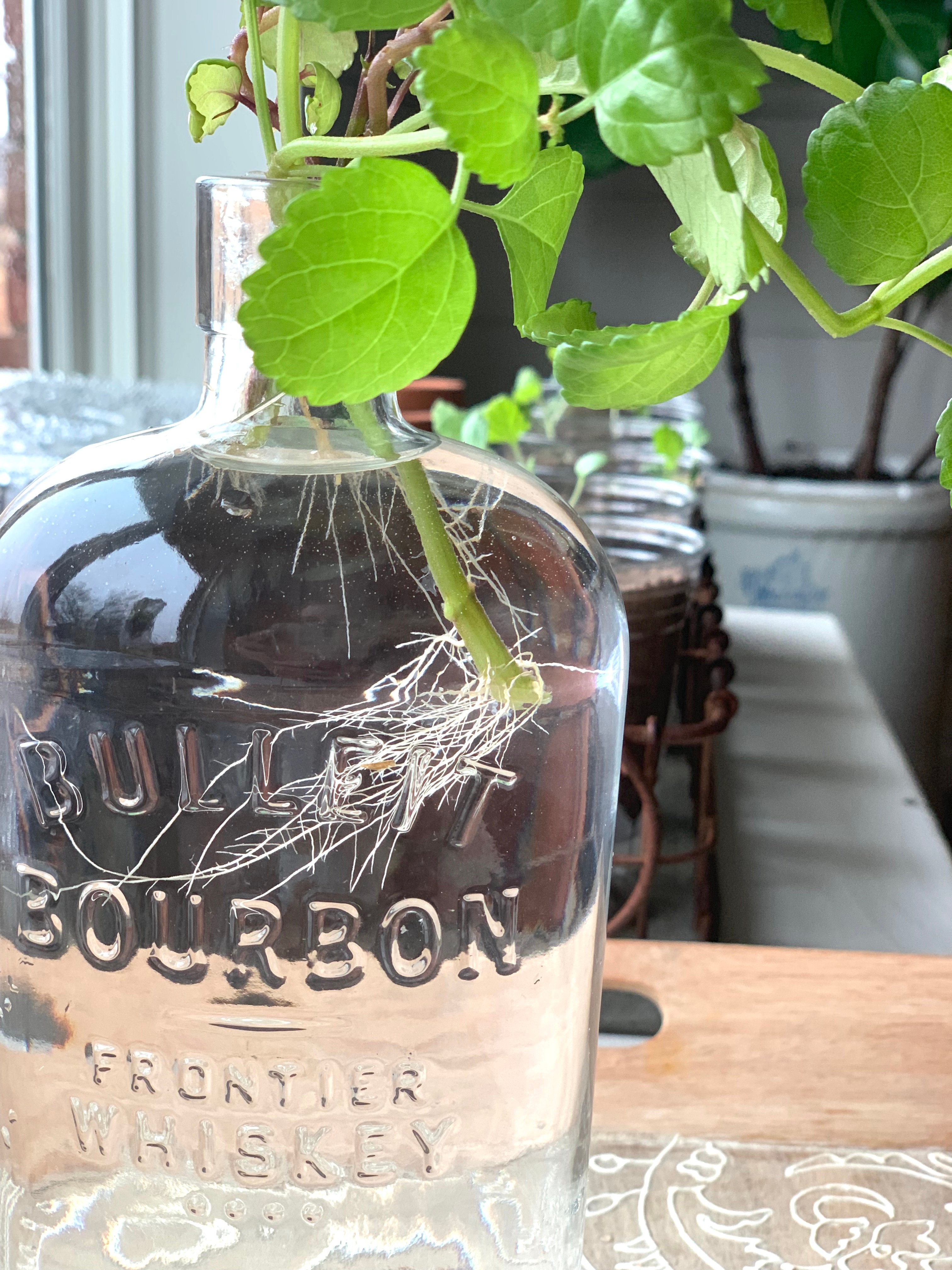 A glass bourbon jar filled with water and cuttings that have well established roots.