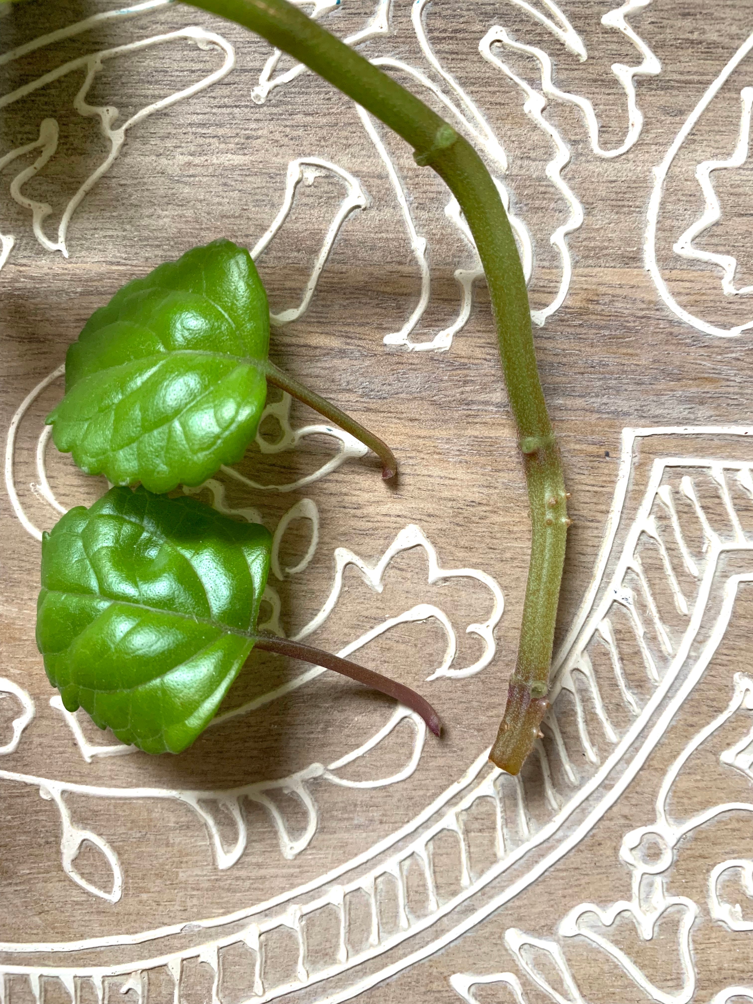 plant vine clipping with pruned lower leaves and growth nodes.