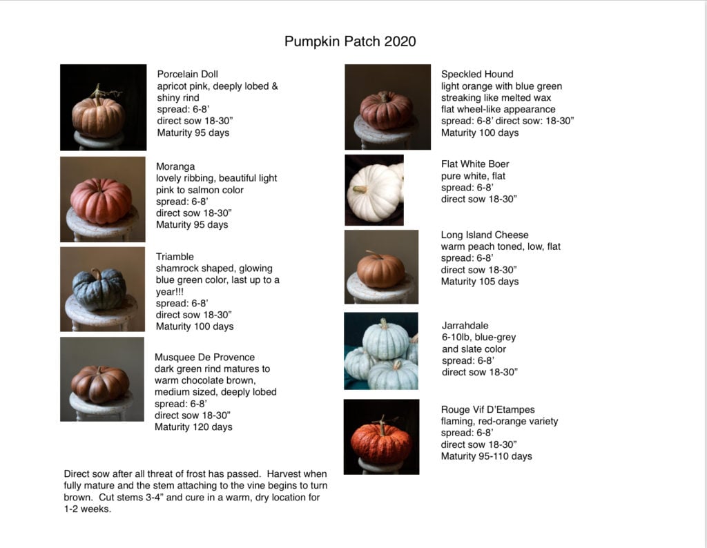 A graphic showing the pumpkin varieties a gardener may grow and it includes pertinent information including spacing, light requirements and how many days to maturity.