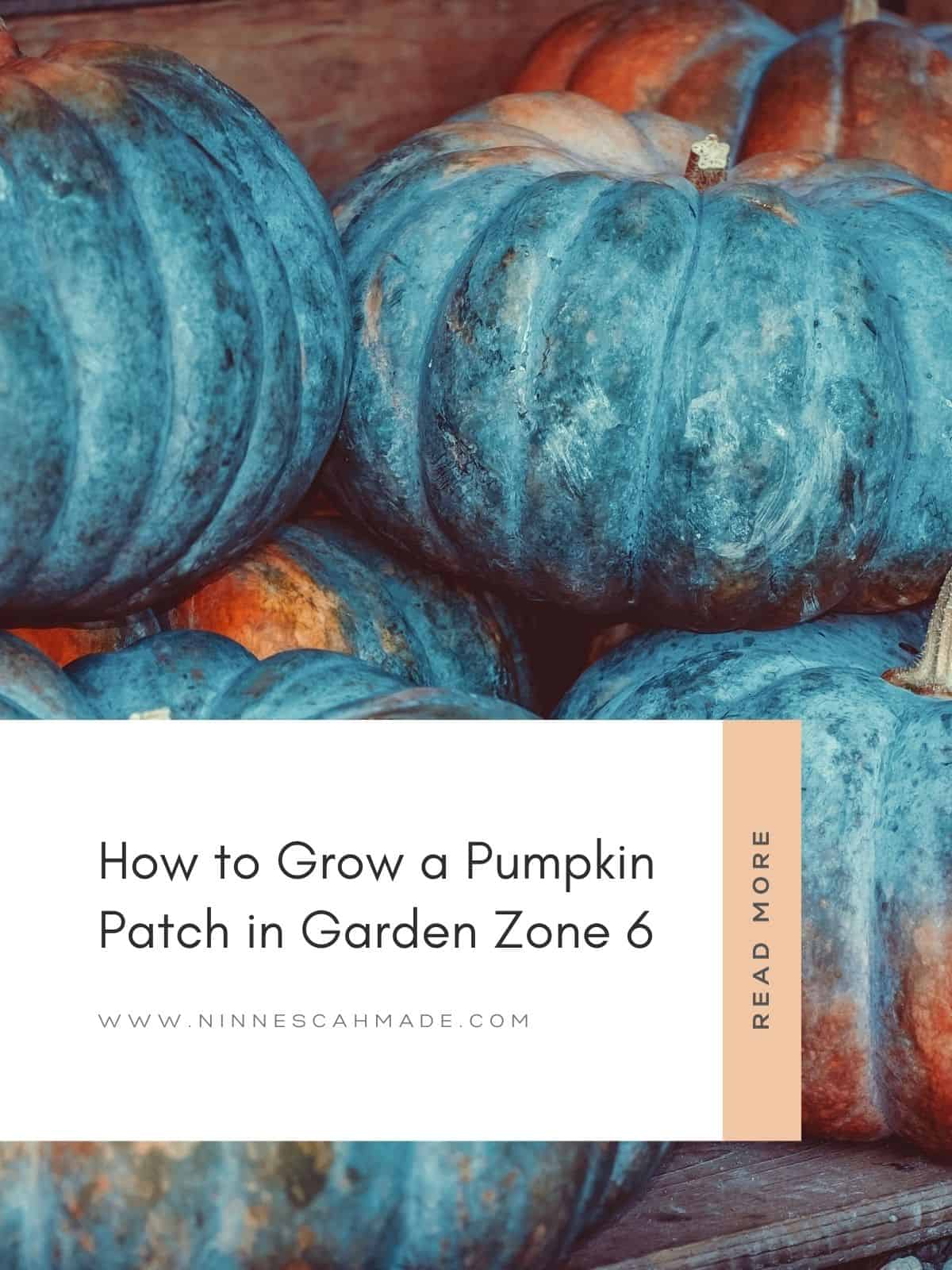 A blog graphic with deep blue heirloom pumpkins that says, "how to grow a pumpkin patch.