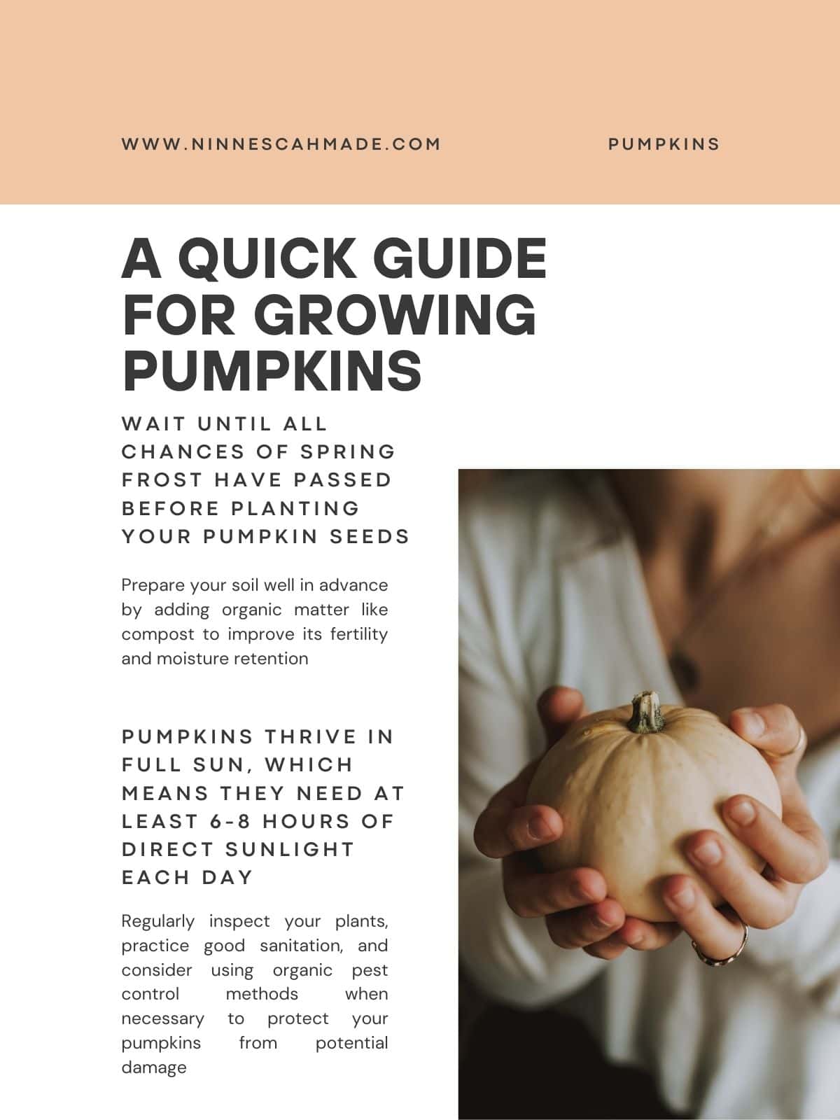 a blog graphic that says, "a quick guide for growing pumpkins."