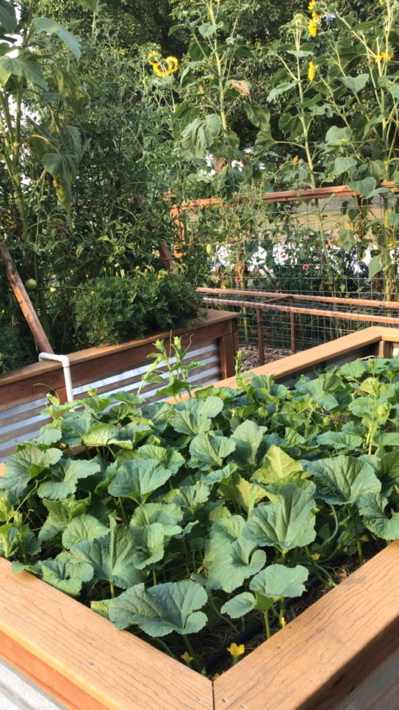 Hami melons in a raised garden bed