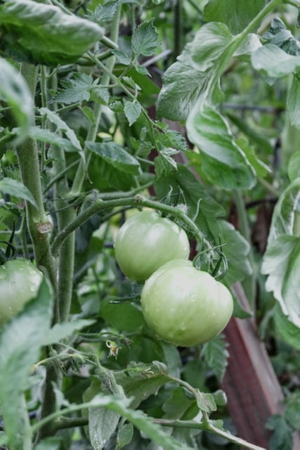 Herb garden zone 6B tomato Ninnescah Homestead