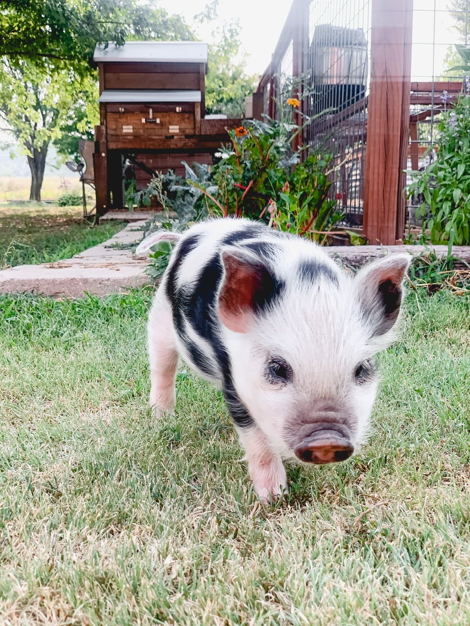 Baby Kune Kune piglet in the garden.