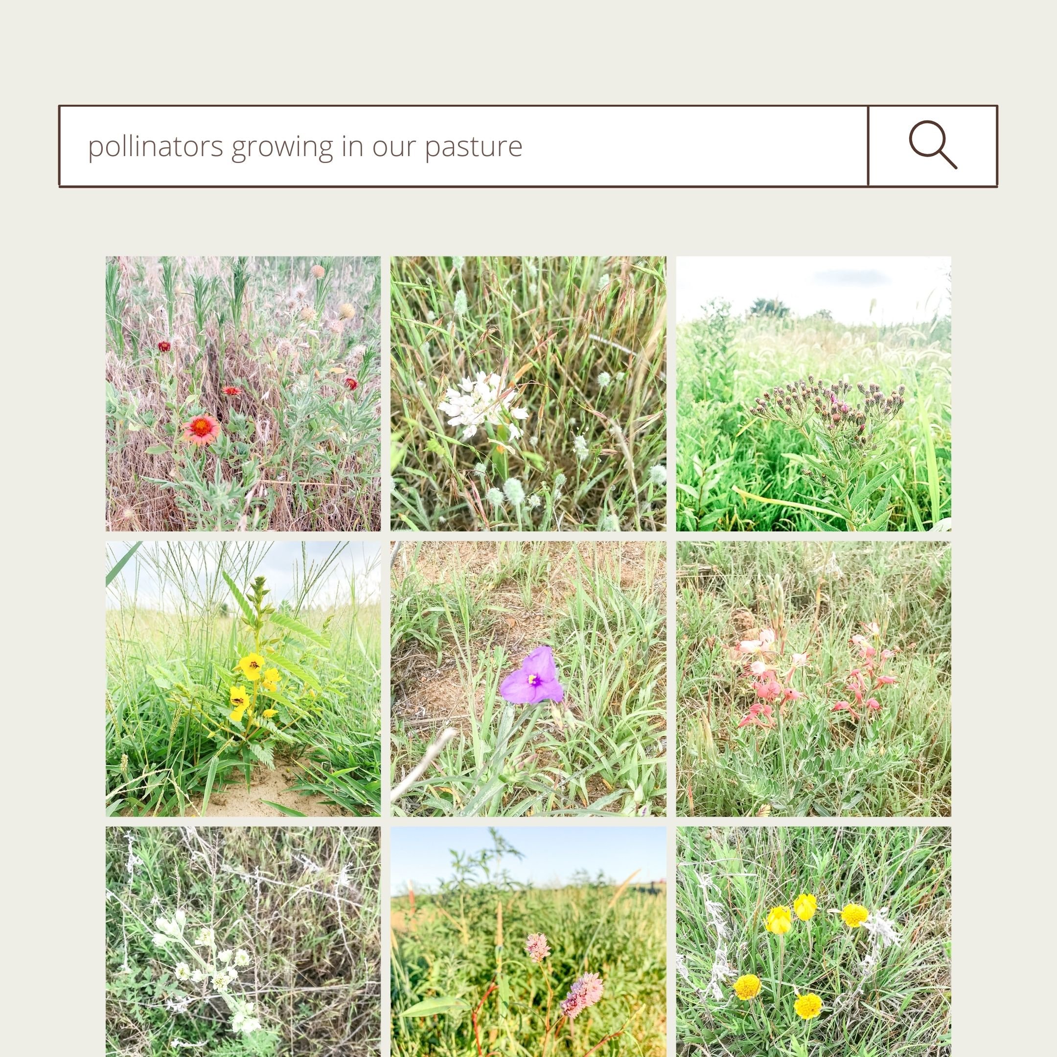 a 9 picture grid of various pollinator flowers growing in our monarch meadow