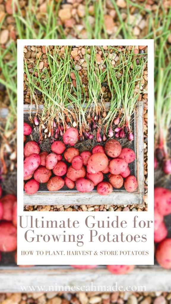 A Pinterest graphic for pinning this ultimate guide for growing potatoes.