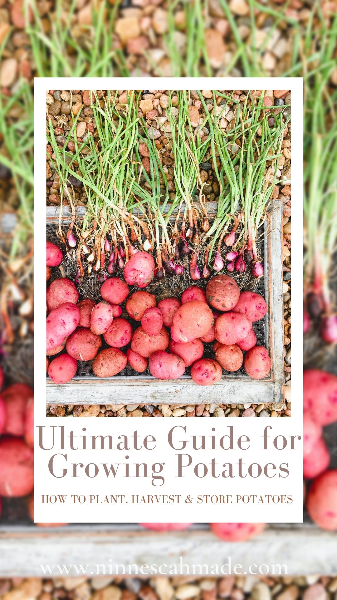 Ultimate Guide To Planting Potatoes - Ninnescah Made