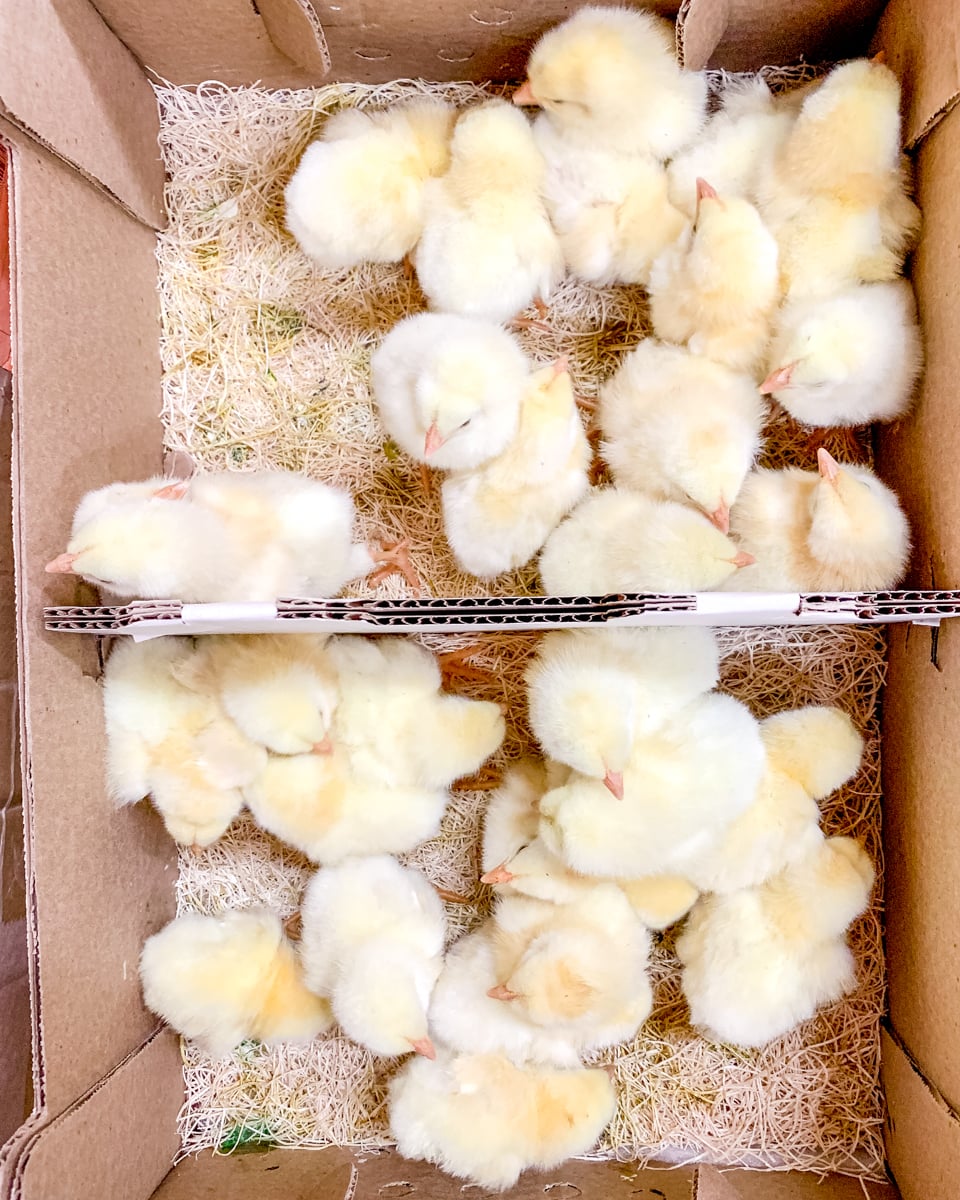 A box of thirty Cornish Cross chicks.