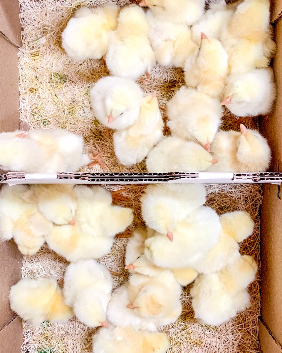 Raising meat chickens What we learned during our first season