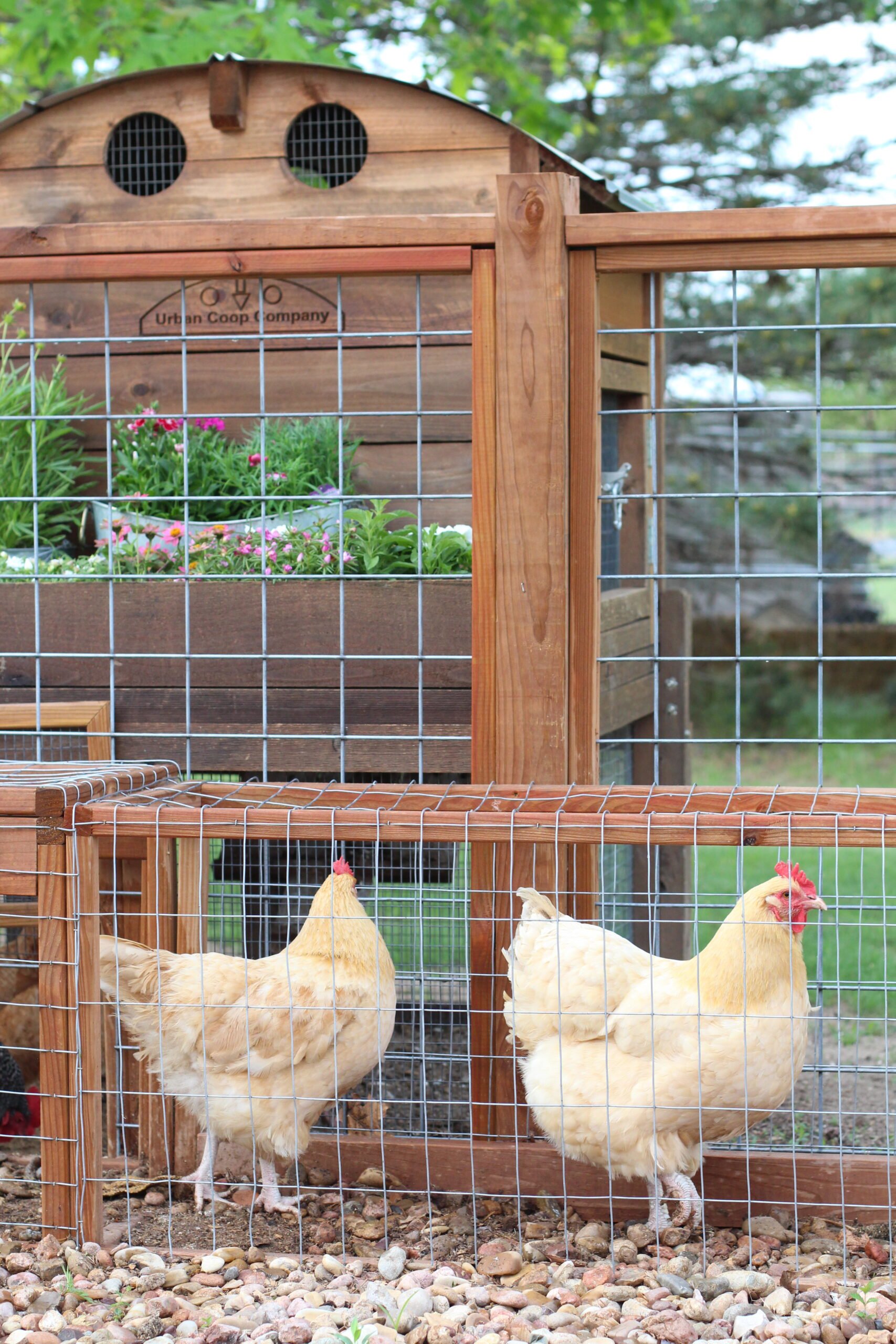 Two buff Orpington hens in a chicken run in front of a coop covered with lush plants.