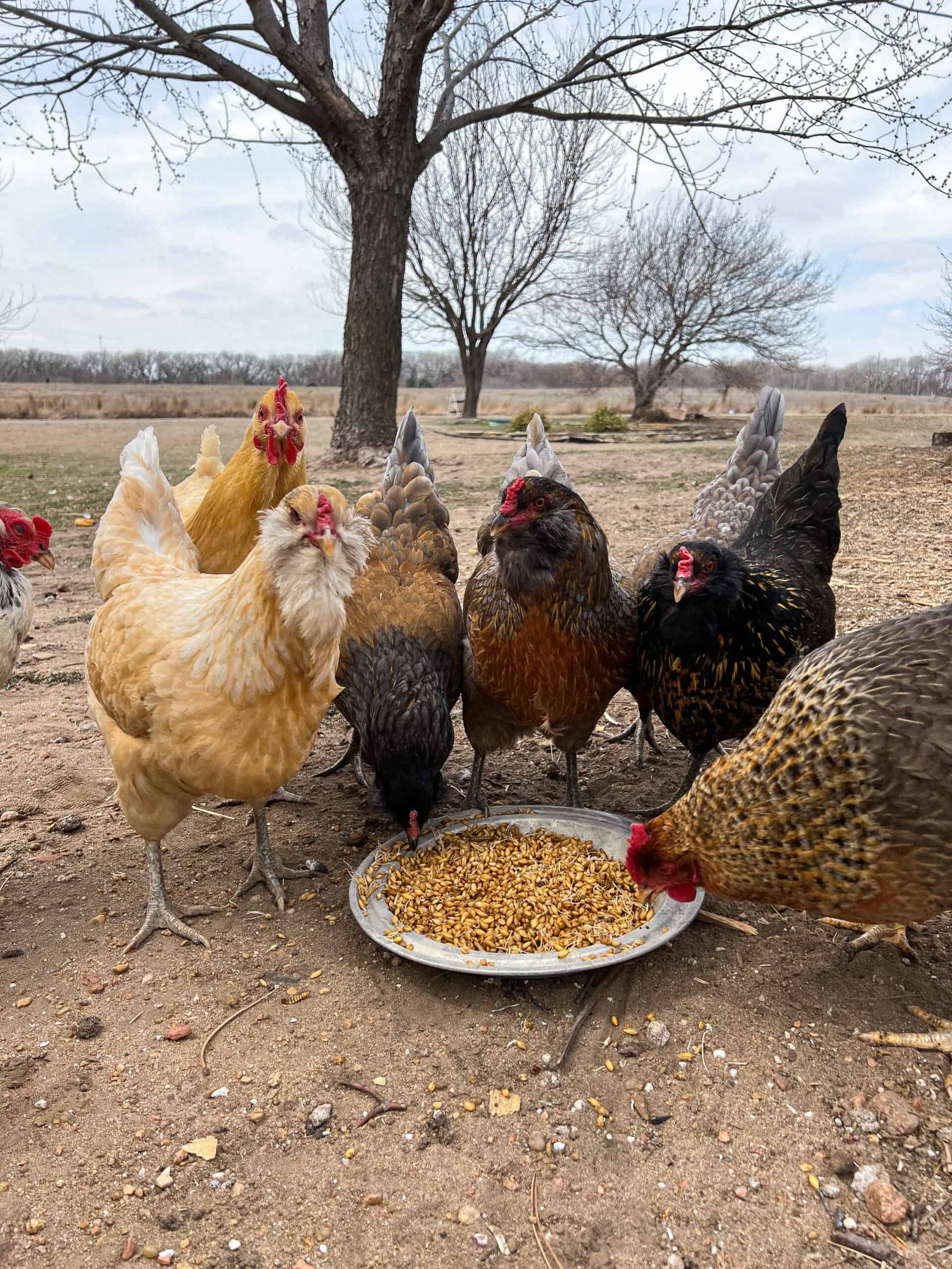 A flock of chickens eating sprouted chicken grains in a galvanized metal pie pan.