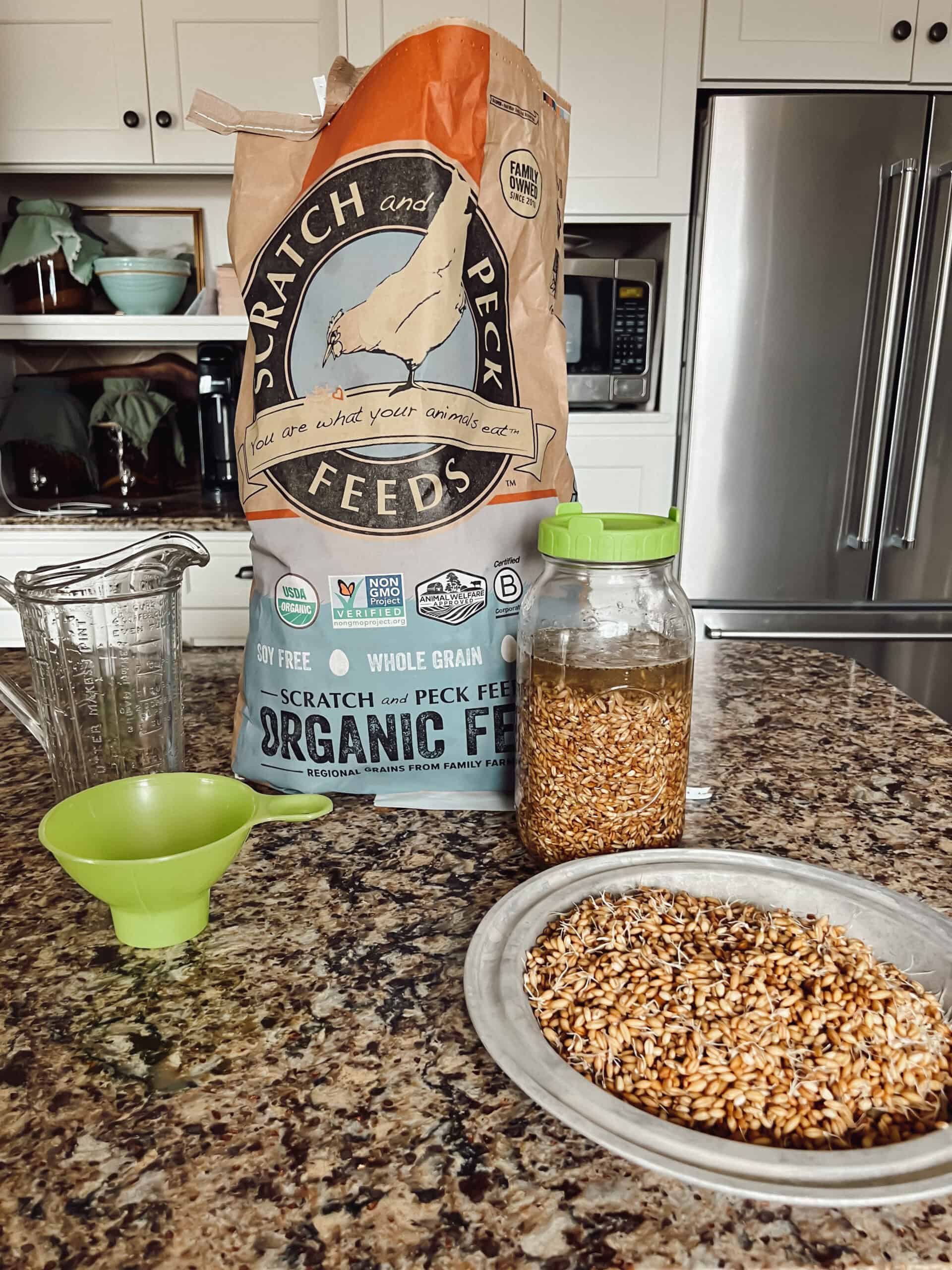 A photo of the ingredients and supplies needed for sprouting chicken scratch grains, including a large bag of grain, mason jar, sprouting lid, water pitcher and a finished bowl of sprouted grains.