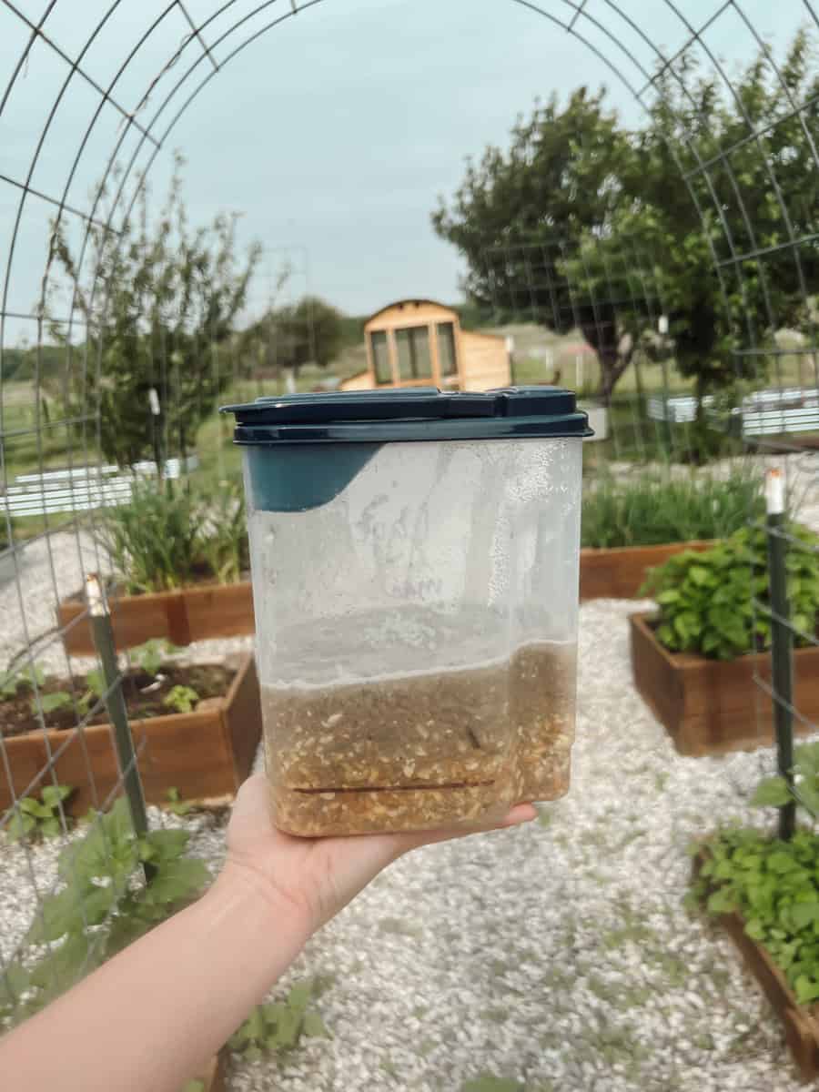 A woman's hand holding a plastic container filled with fermented chicken feed with a coop and garden in the background.