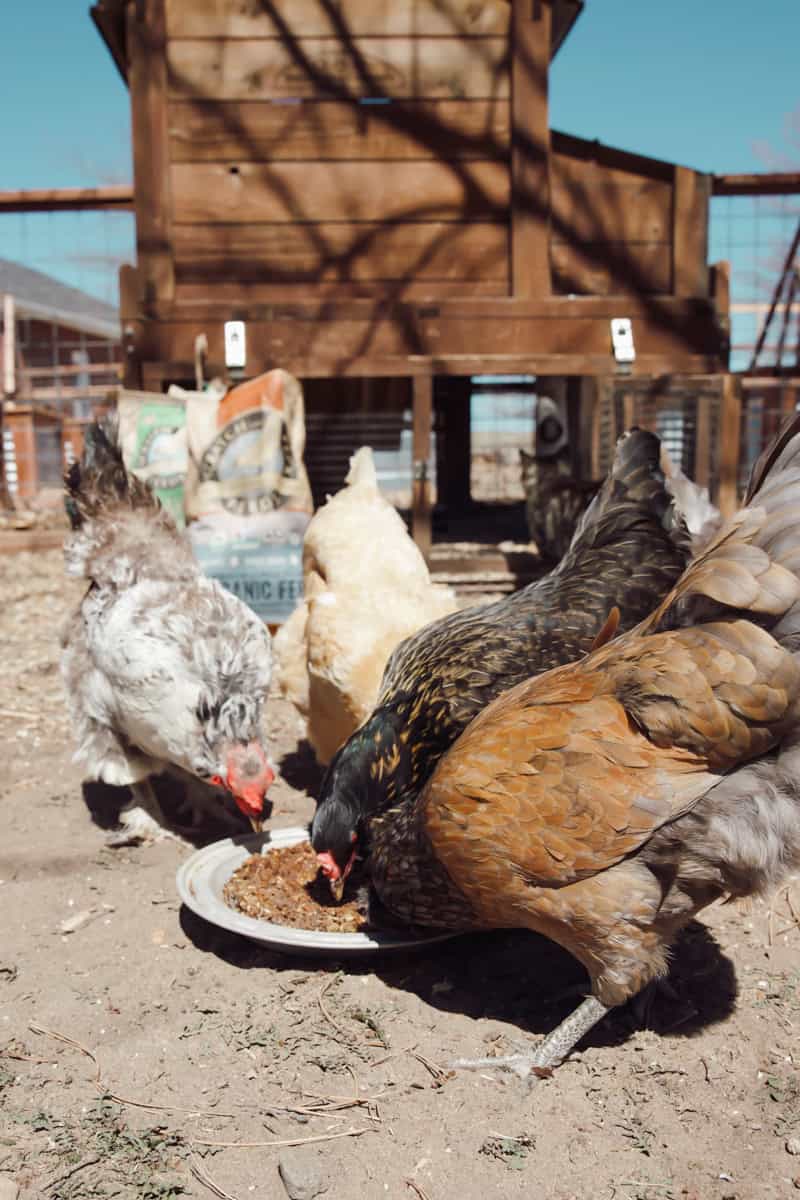A flock of hens pecking at and snacking on a flock block in a galvanized metal pie plate.