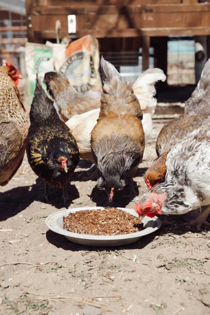 Hens pecking a flock block.