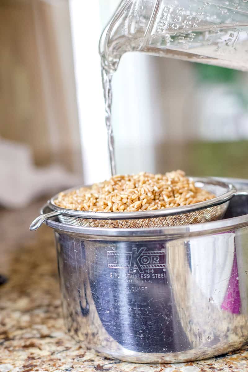 Step one for cooking farro: rinse the grains with cool water using a mesh sieve. This is an image of grains being rinsed in a kitchen.