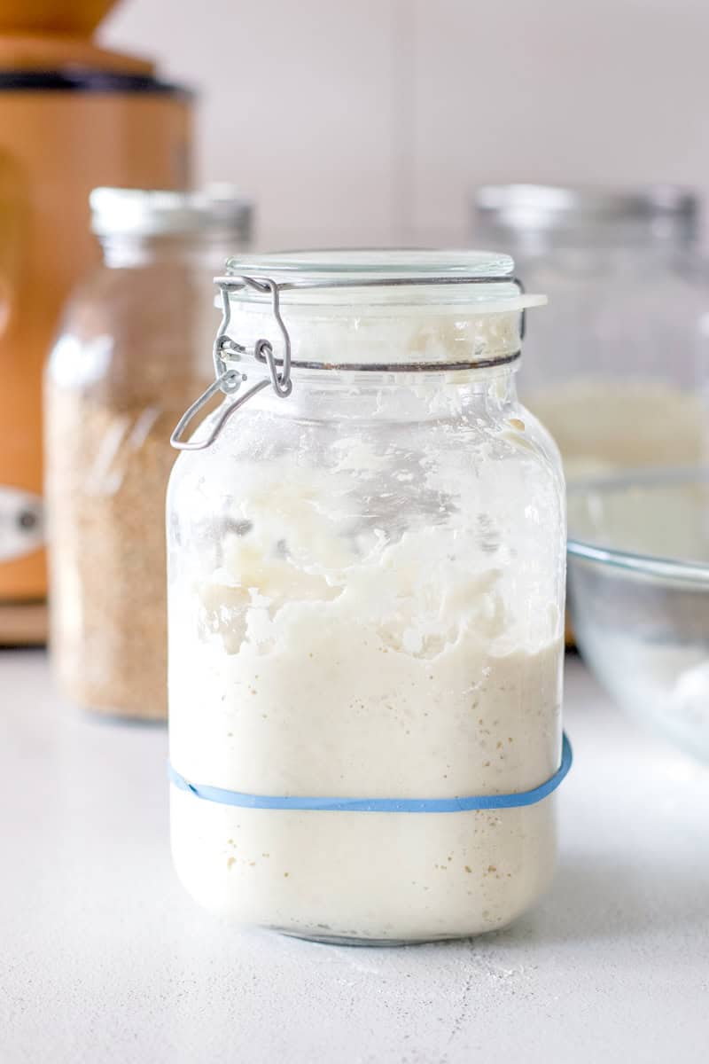 An active sourdough starter that has risen to doubling as measured by a blue rubber band wrapped around the base of the jar.