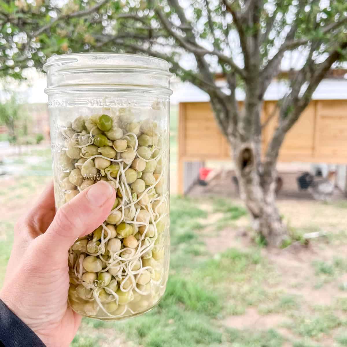 Let's Make Organic Chicken Treats with Pea Sprouting Seeds! Ninnescah