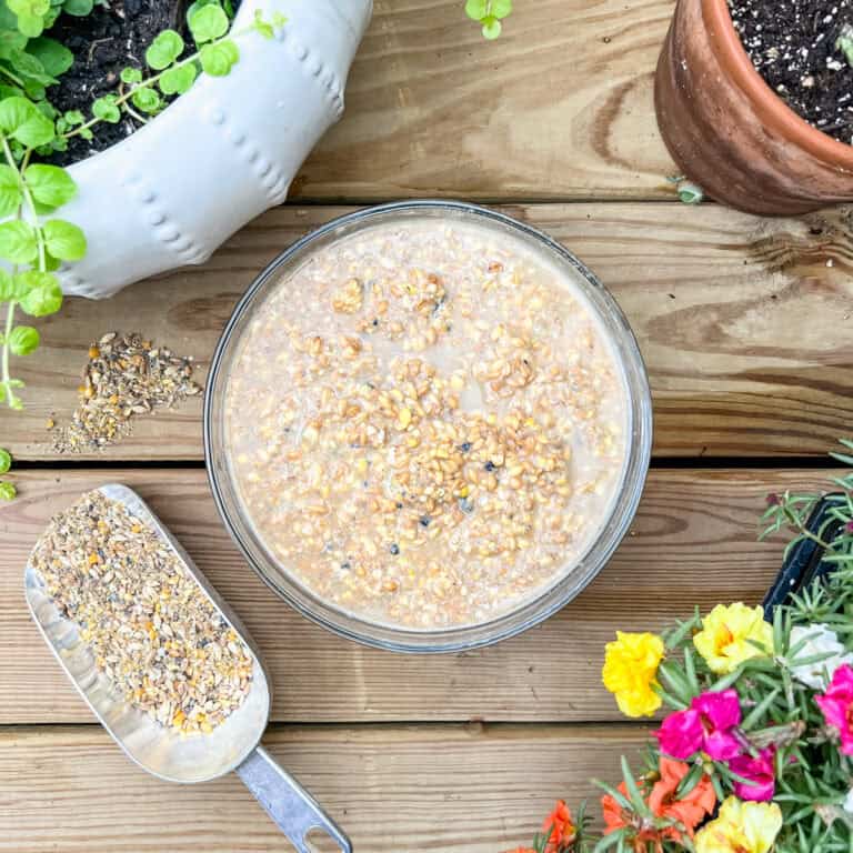 A bird's eye view of a bowl of fermented chicken layer mash from scratch and peck feeds on a decking floor with some cheerful flowers around it.