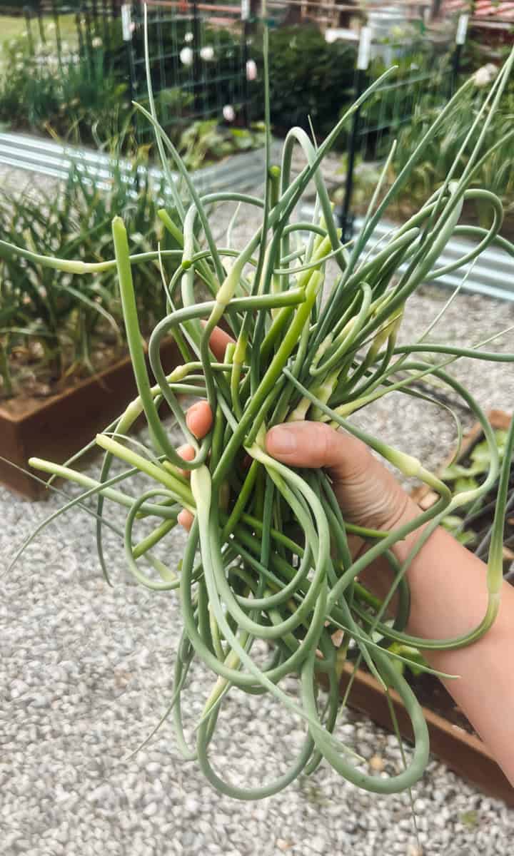 A hand holding garlic scapes with the garden in the background and a raised bed of garlic growing.