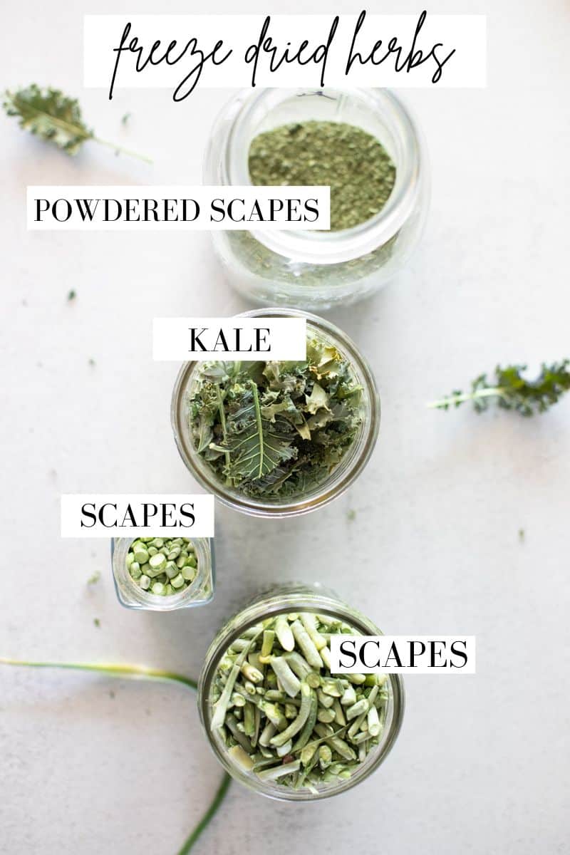 A graphic showing freeze dried kale, powdered freeze dried scapes, chopped freeze dried scapes, and minced freeze dried scapes all in glass jars from a top view.