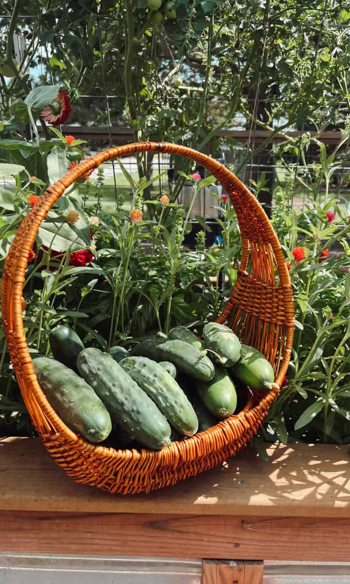 A basket of cucumbers in a garden with flowers.