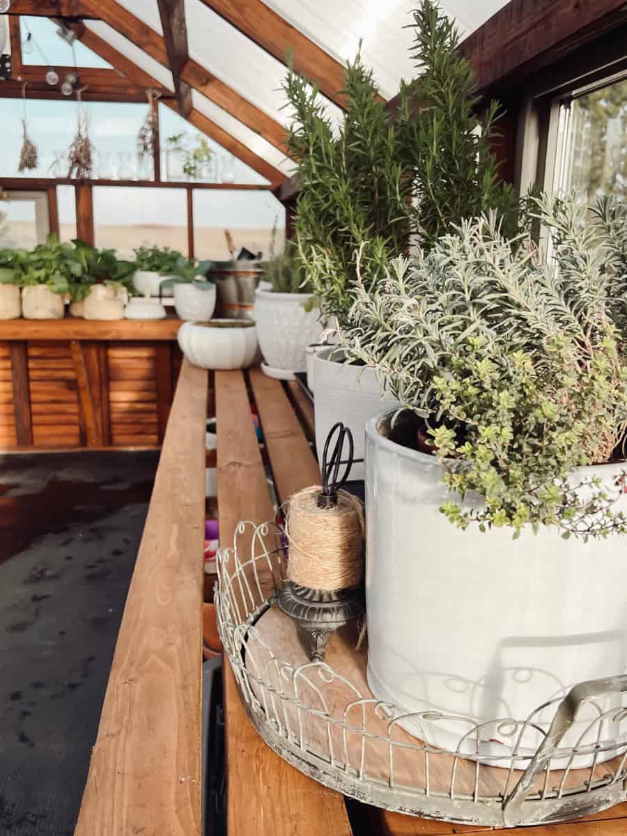 A yoderbilt greenhouse with table and benches and herbs growing in pots.