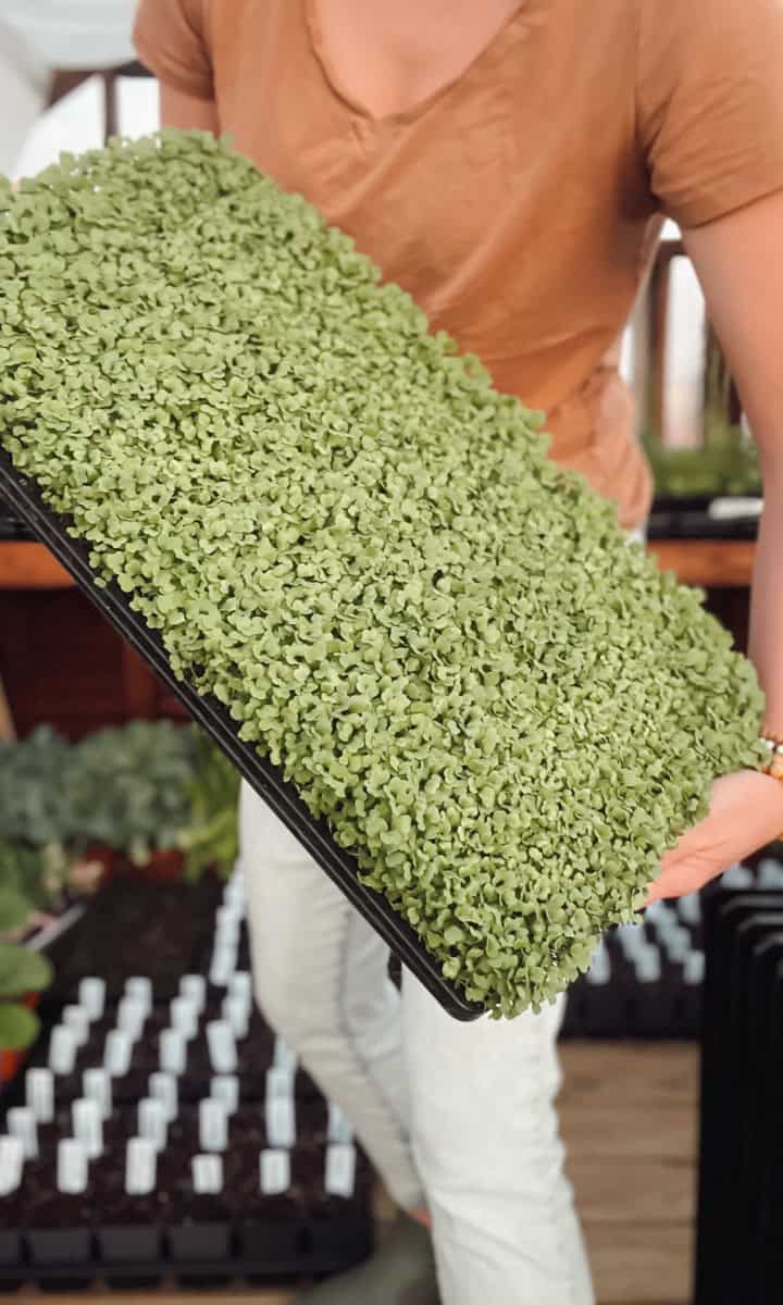 A flat of broccoli microgreens in a yoderbilt greenhouse at ninnescah homestead.