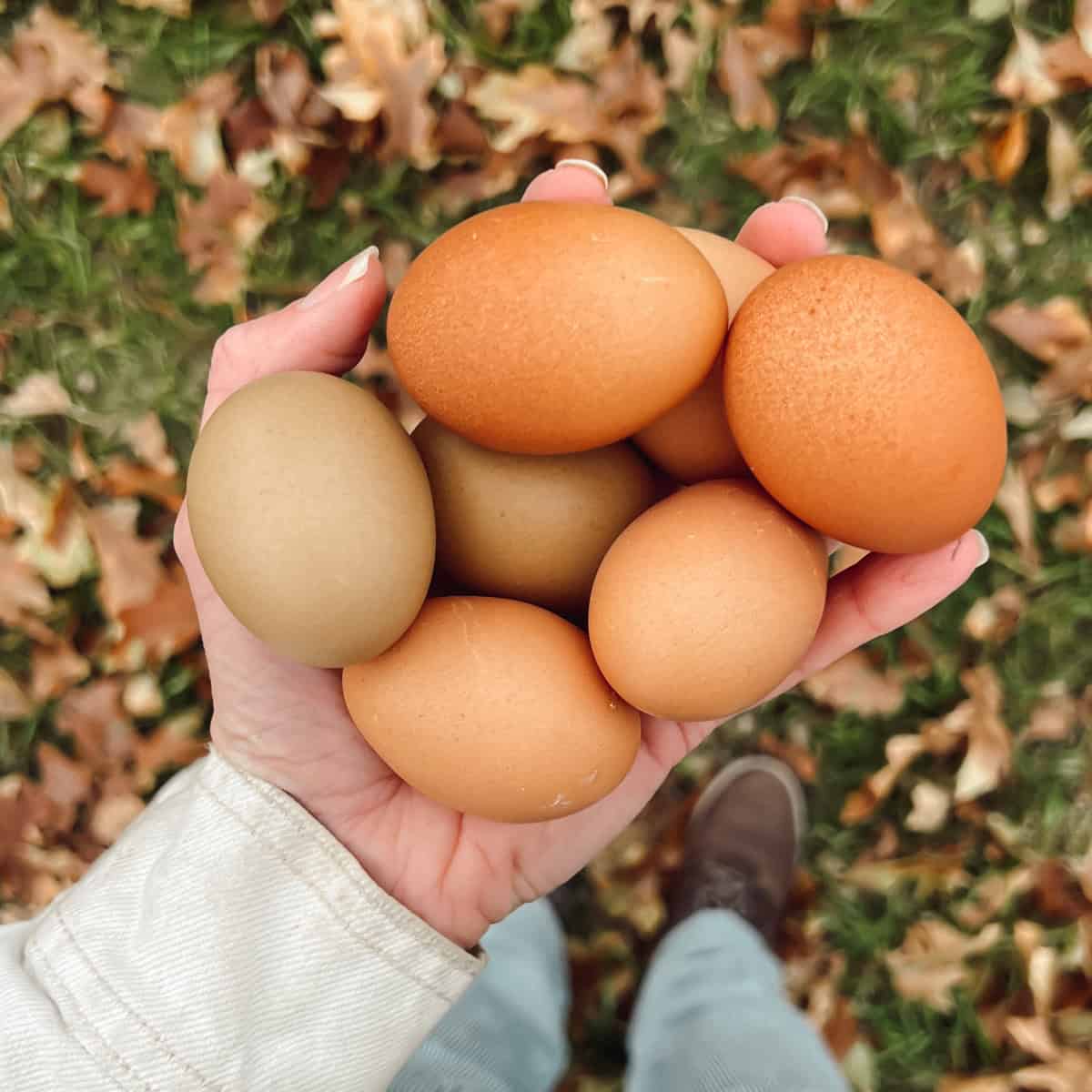 Best chickens for eggs Ninnescah Made