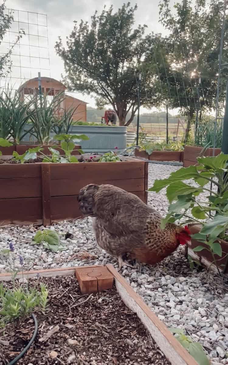 How much space do chickens need, with a picture of a hen free ranging in a raised bed garden.