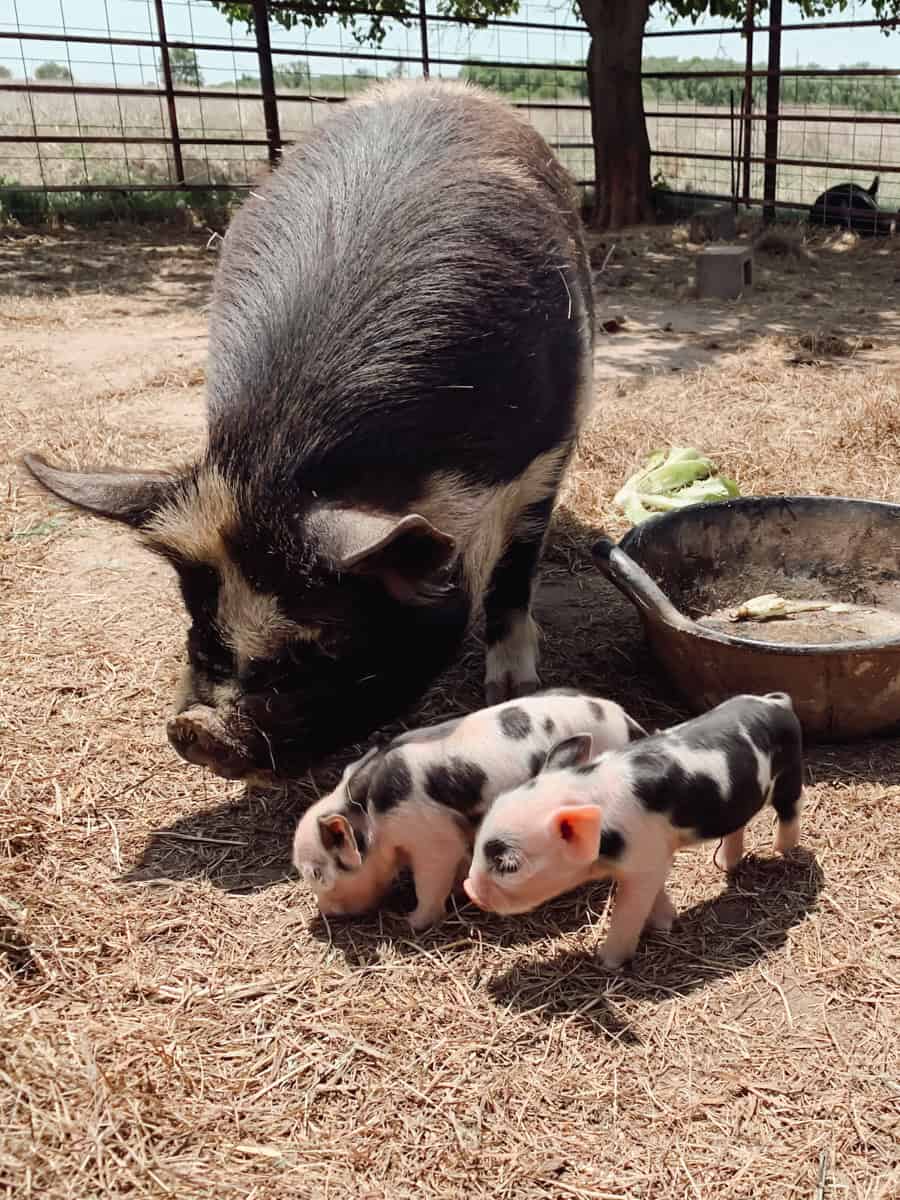 A kunekune sow with her piglets.