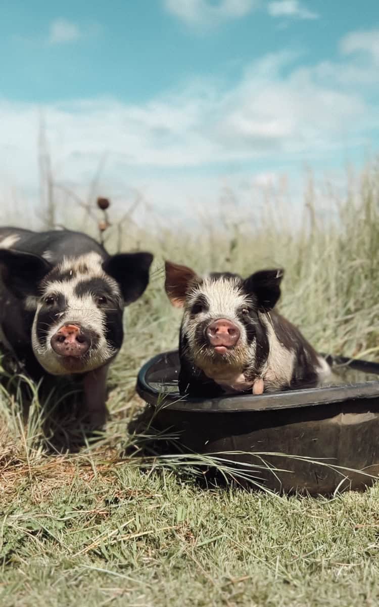 Kunekune boar in a pool of water.