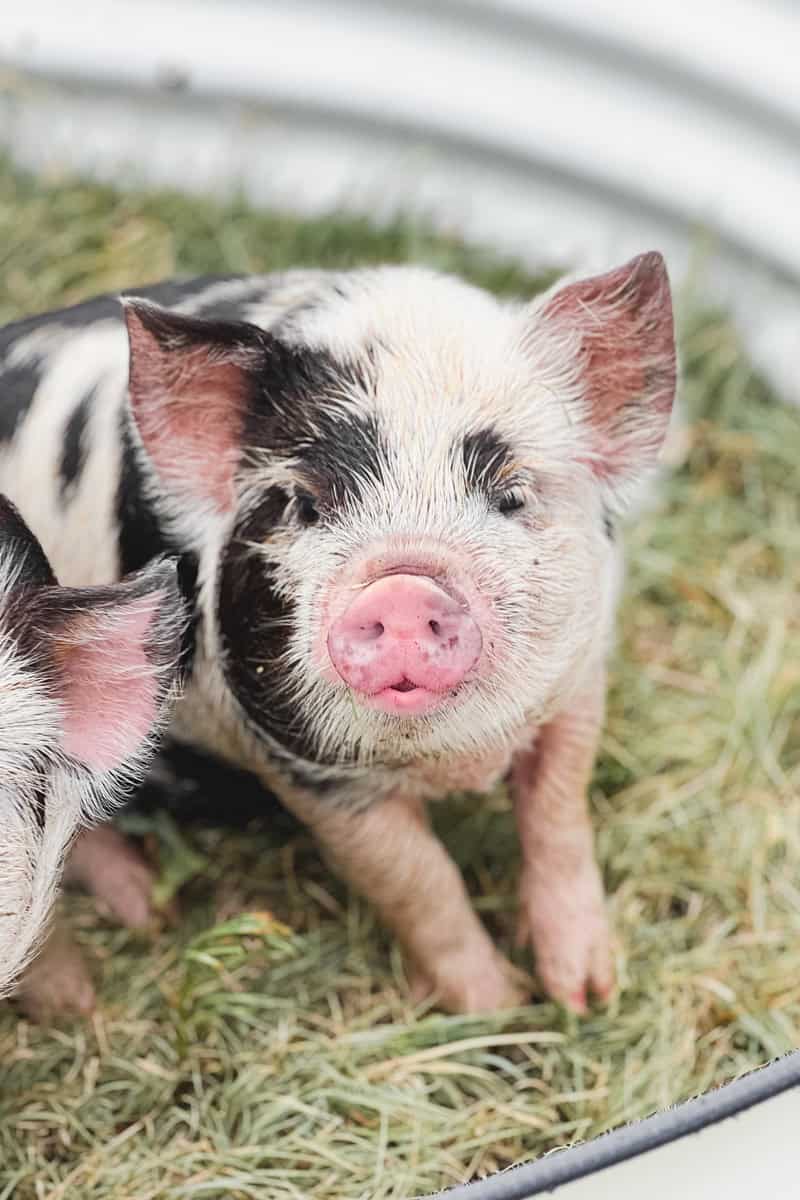A kunekune piglet with a pink snout.