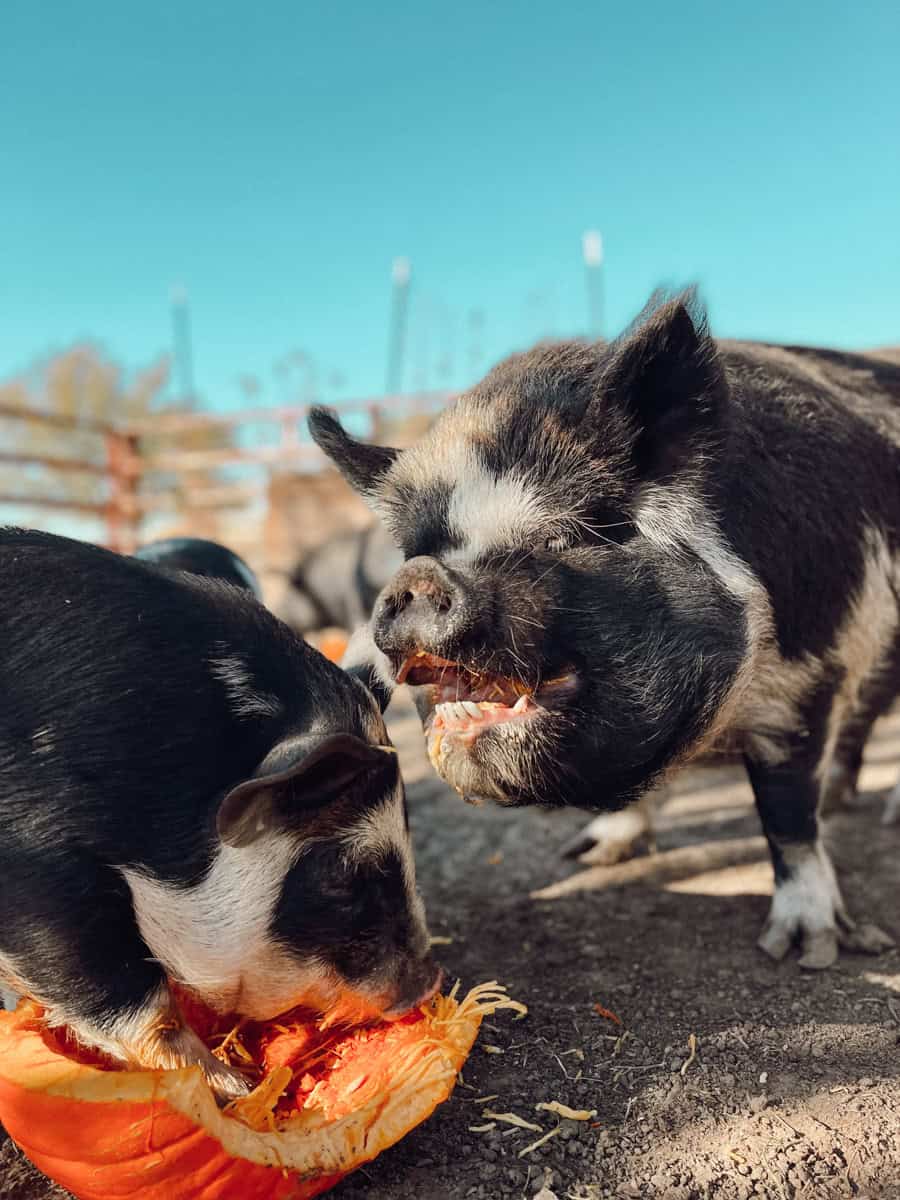 A mama kunekune pig and baby kunekune piglet eating a pumpkin. 