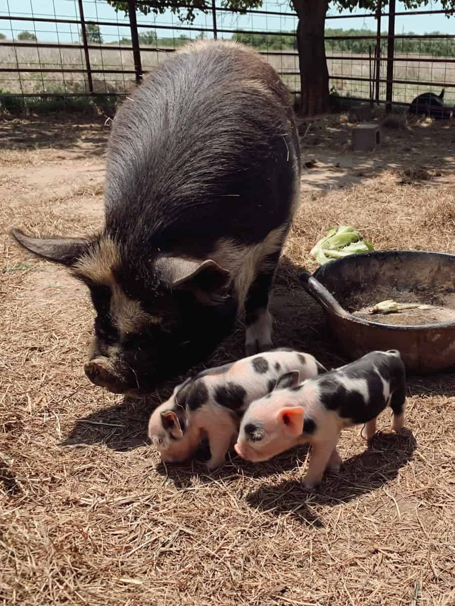 A mama kunekune pig teaching her piglets how to eat what she eats.
