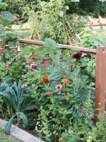 A lush garden in zone 6B with a fence, chicken run and raised beds.