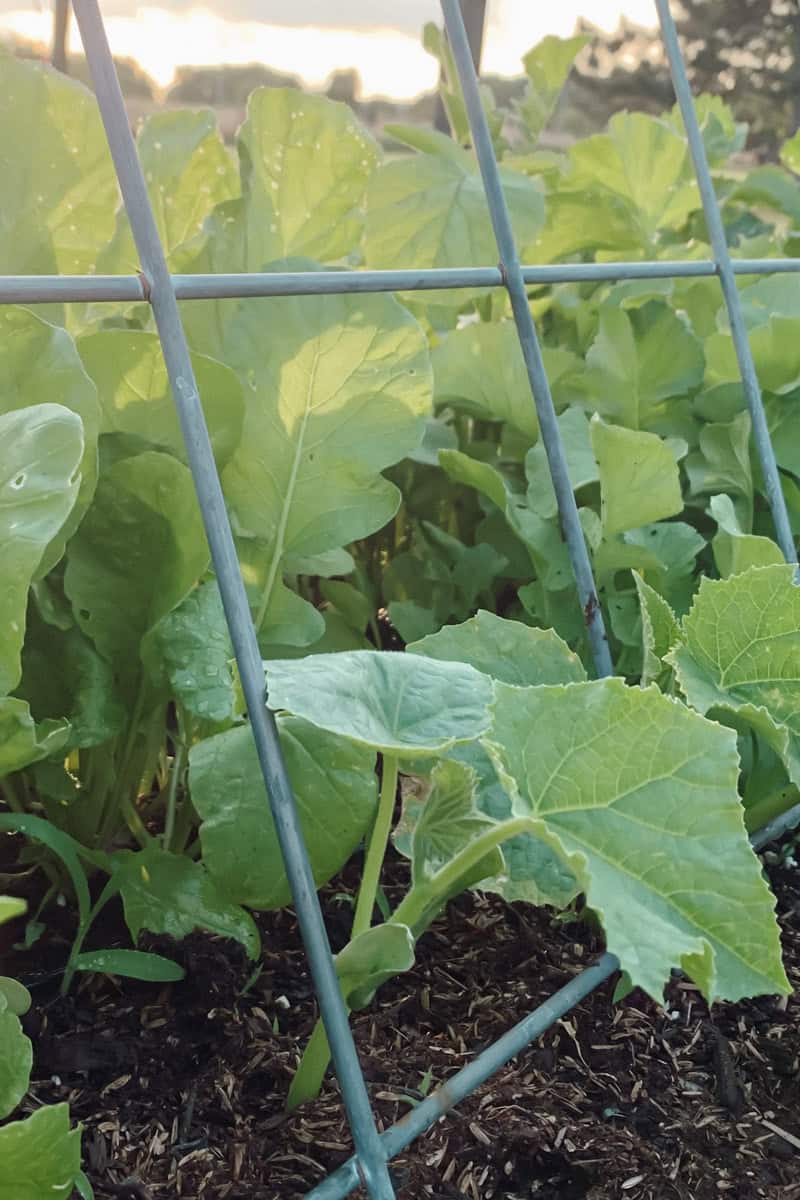 A close up view of cucumber seedlings growing in soil topped with compost.