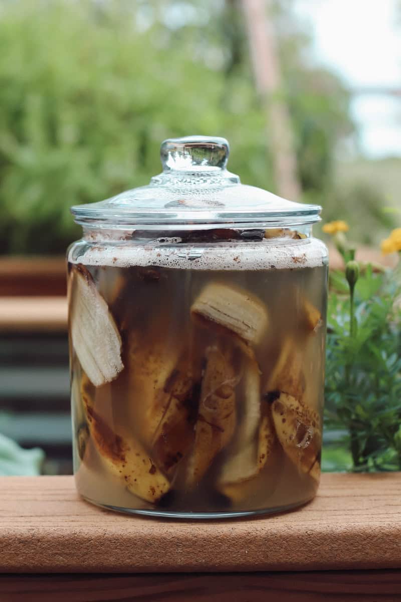 A jar filled with banana peels soaked in water to create a nitrogen rich fertilzer liquid that is a cheap way to add nitrogen to soil.