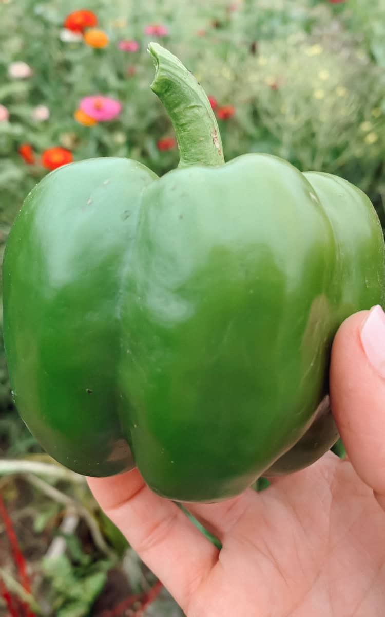 A green bell pepper in a garden that has just been picked.