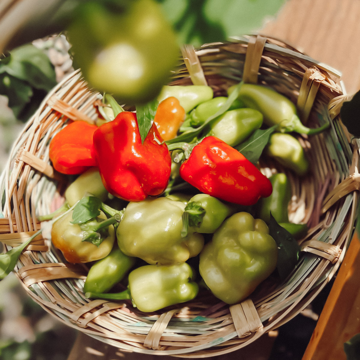 best fertilizers for peppers