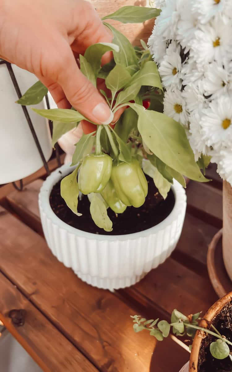 A pepper plant growing in a greenhouse pot showing the best potting soil for pepper plants.