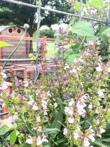 A guide to organic pest control in the garden.