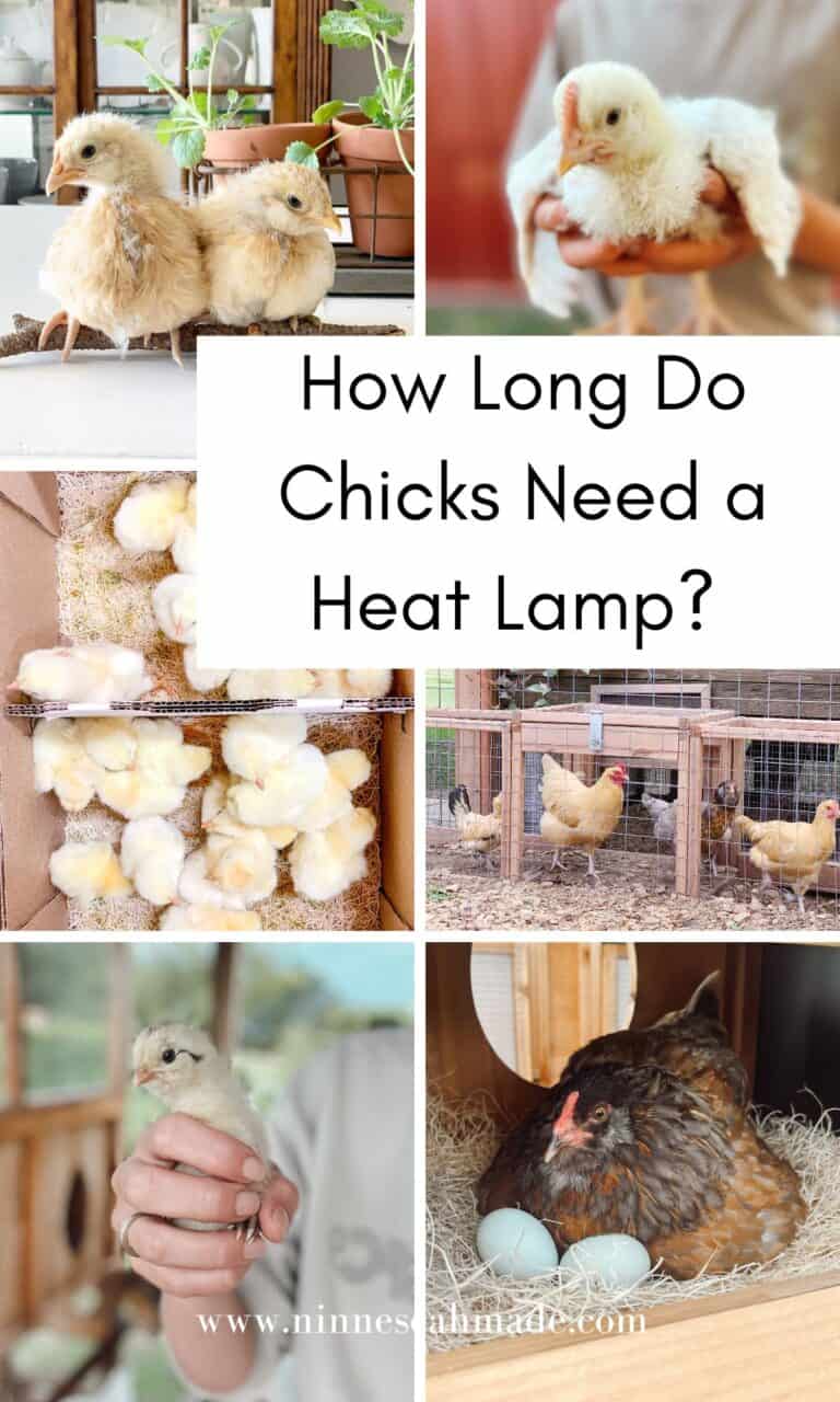 how-long-do-chicks-need-a-heat-lamp-ninnescah-made