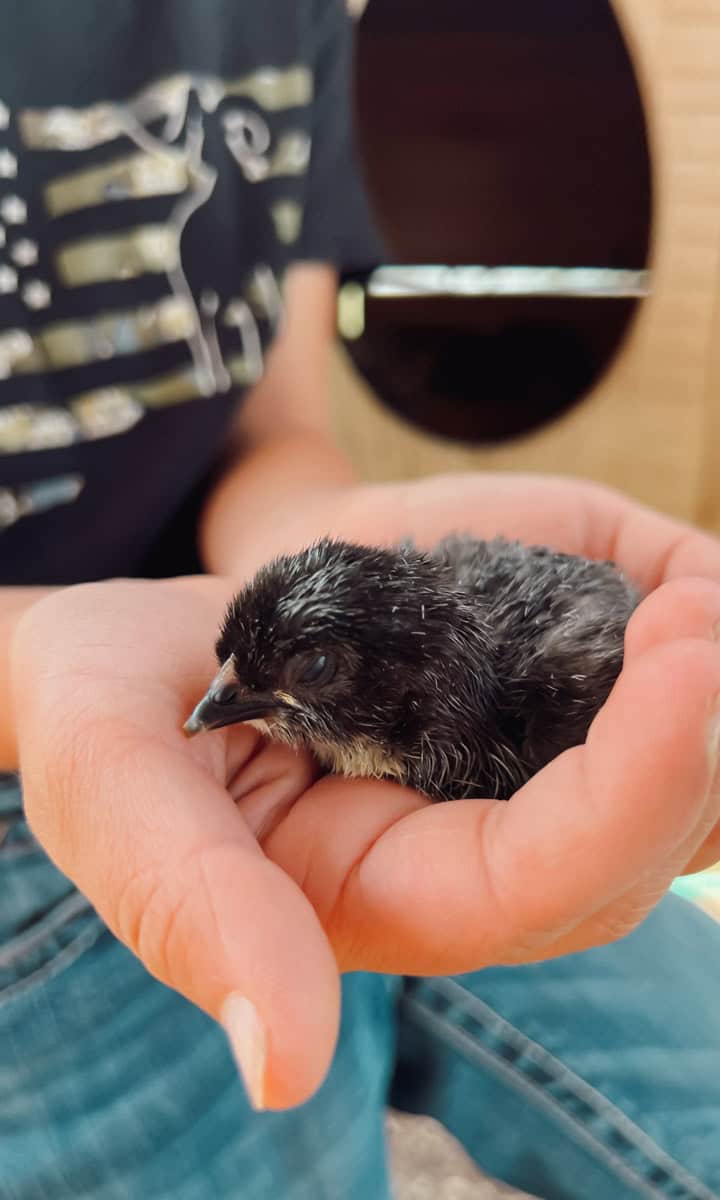 A tiny chick that just hatched in a child's hand.