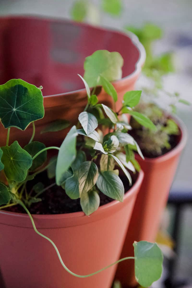 A close up view of a miniature pepper variety growing in a vertical tower garden.