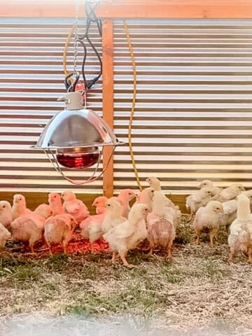 Chicks using a heat lamp for added warmth in a mobile chicken tractor.