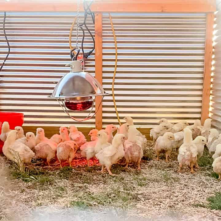 Chicks using a heat lamp for added warmth in a mobile chicken tractor.